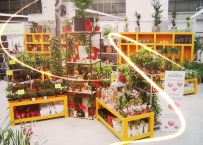 Plantes d'int&eacute;rieur